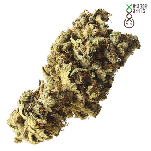 Amsterdam Genetics - Pineapple Kush